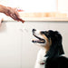 Milk-Bone Beef & Filet Mignon Dog Treats 100 Deals