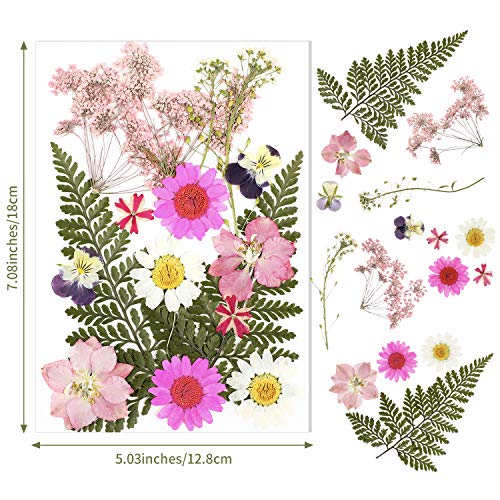 Nuanchu Real Daisy Dried Flower Resin Kit 100 Deals