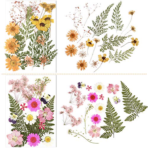 Nuanchu Real Daisy Dried Flower Resin Kit 100 Deals