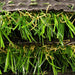 ZGR Synthetic Pet Garden Turf Amazon Artificial Grass Lawn & Patio ZGR HOME&GARDEN